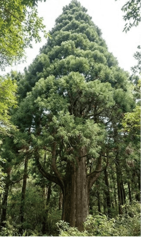 台灣肖楠